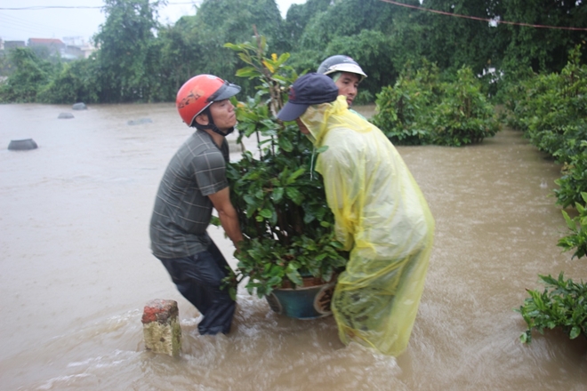 “Thủ phủ” mai vàng vật vã chạy lũ - Ảnh 9.