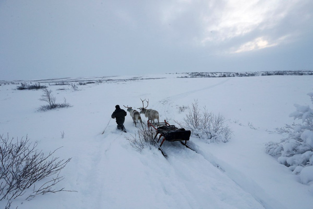 Cuộc sống khắc nghiệt không như truyện cổ tích của những chú tuần lộc giữa cái lạnh -40 độ C ở cực bắc nước Nga - Ảnh 5.