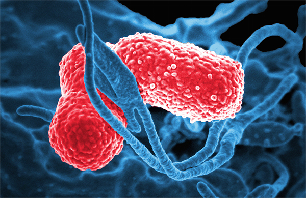 10 vi khuẩn cần phải đề phòng khi thời đại kháng kháng sinh đã đến - Ảnh 5.