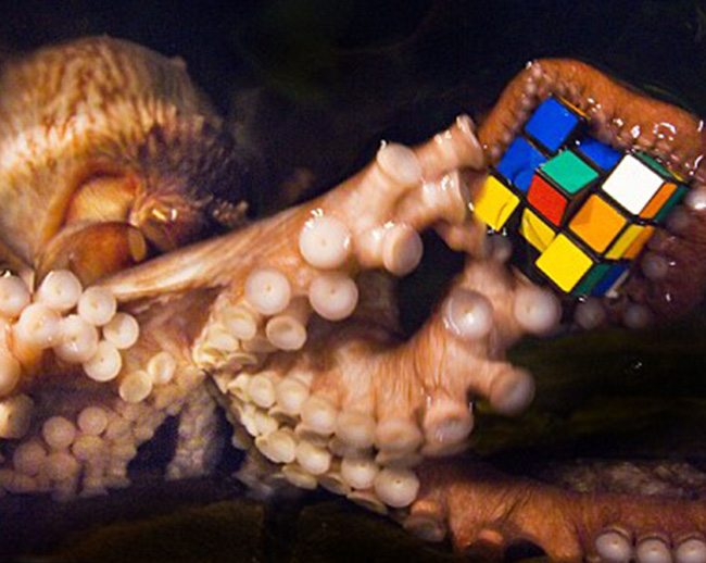 7 lý do biến bạch tuộc thành sinh vật thông minh nhất dưới biển, hơn cả cá heo - Ảnh 5.