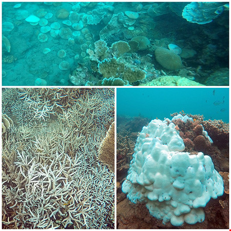 Báo động tình trạng san hô tại Côn Đảo bị tẩy trắng và chết - Ảnh 3.