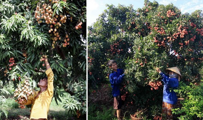 So sánh thú vị giữa thu hoạch trái cây tại Việt Nam và thế giới - Ảnh 5.