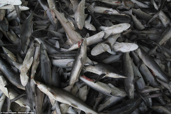 Rùng mình cảnh hàng nghìn con cá mập bị xẻo vây, phơi xác giữa chợ Indonesia - Ảnh 5.