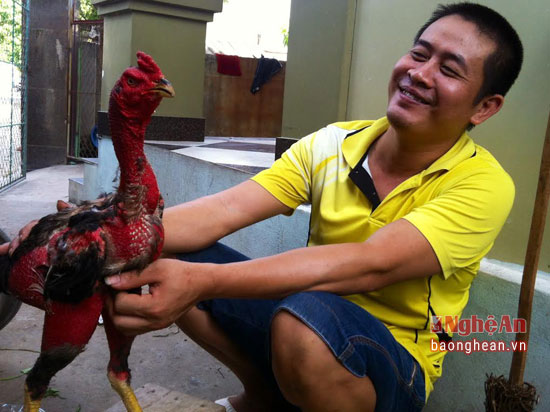 Cựu chiến binh nuôi gà chọi thu hàng trăm triệu đồng ở Đô Lương - Ảnh 4.