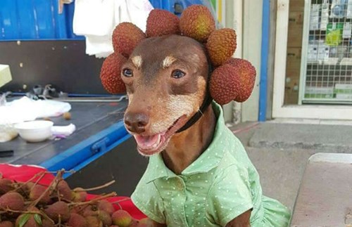 Chú chó ăn mặc sành điệu, bán hoa quả gây sốt cộng đồng mạng - Ảnh 5.