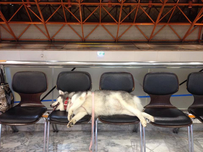 Chú chó quốc dân của Thái Lan gây sốt vì... đi đâu cũng mang theo gối, nằm đâu cũng ngủ được! - Ảnh 5.