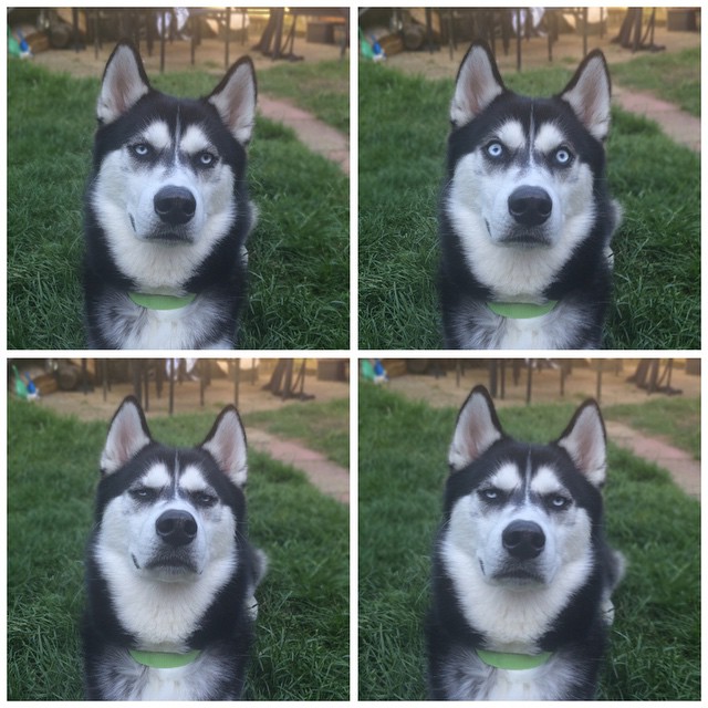 Chú chó với khuôn mặt khinh bỉ cả thế giới trở thành hiện tượng trên Instagram - Ảnh 5.