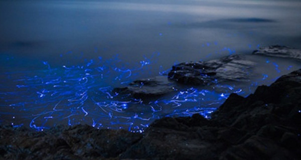 Kỳ lạ hàng ngàn con tôm phát sáng như kim cương trên bờ biển - Ảnh 5.