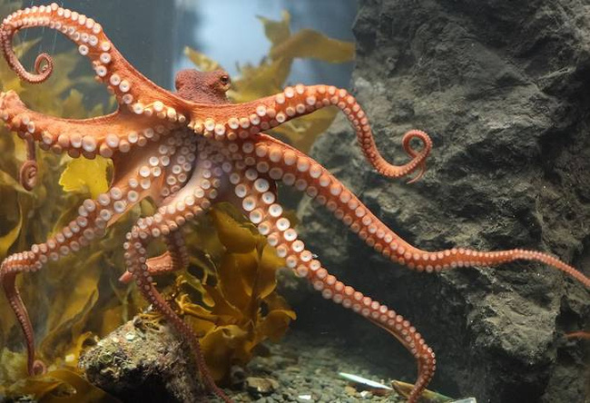 7 lý do biến bạch tuộc thành sinh vật thông minh nhất dưới biển, hơn cả cá heo - Ảnh 6.