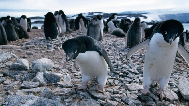 Sự thật gây sốc đằng sau những chú chim cánh cụt trông đáng yêu và tình cảm - Ảnh 5.