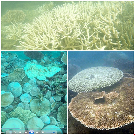 Báo động tình trạng san hô tại Côn Đảo bị tẩy trắng và chết - Ảnh 4.