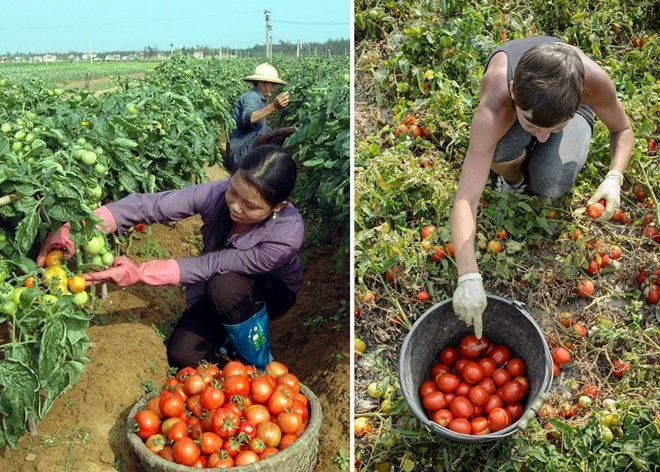 So sánh thú vị giữa thu hoạch trái cây tại Việt Nam và thế giới - Ảnh 6.