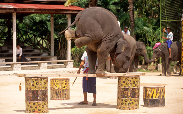 Câu chuyện đau lòng đằng sau những con voi hiền hòa tại Thái Lan - Ảnh 6.