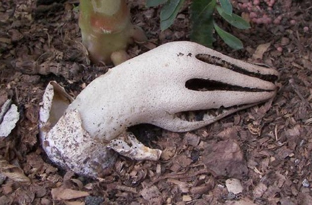 Nhìn thấy bàn tay ma này trồi lên trong vườn nhà, bạn hãy tránh xa kẻo gặp nguy hiểm - Ảnh 6.