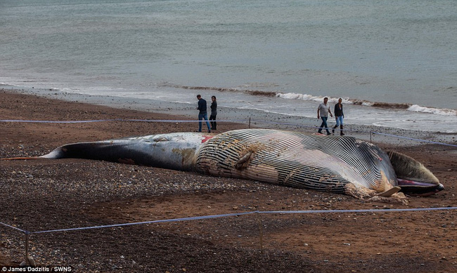 Xác cá voi khổng lồ dạt vào bờ, người dân lo sợ cú nổ nội tạng kinh hoàng - Ảnh 6.