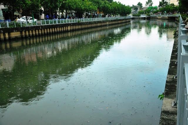 Cá nổi trắng kênh Nhiêu Lộc - Thị Nghè - Ảnh 5.