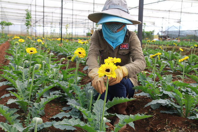 Mua vàng còn dễ hơn mua hoa Đà Lạt - Ảnh 7.