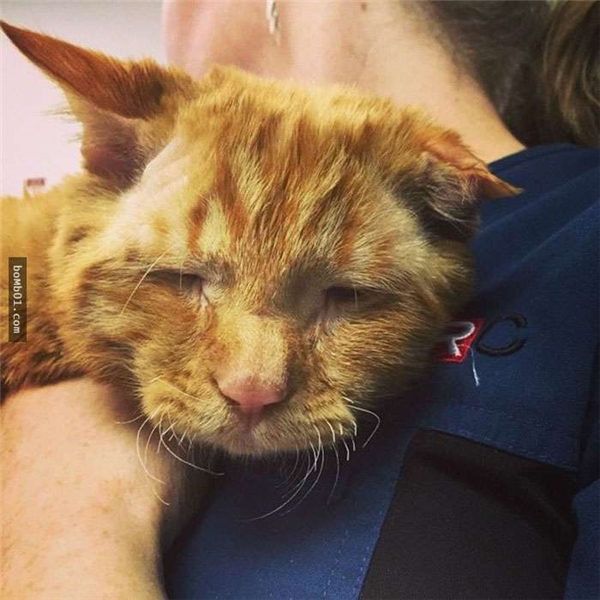 Rơi nước mắt với câu chuyện của chú mèo buồn nhất thế giới - Ảnh 4.