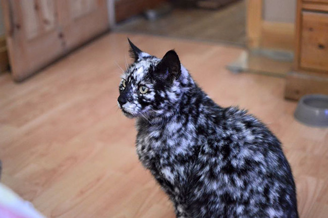 Chú mèo có màu lông dần bạc trắng như tóc người già - Ảnh 7.
