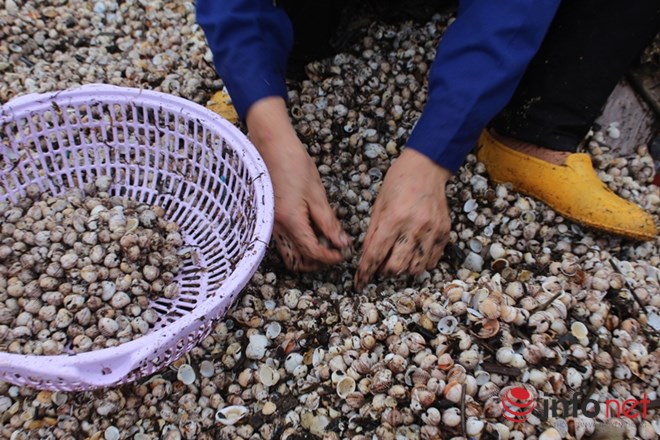 Hà Tĩnh: Hàng chục tấn sò lông dạt vào bờ biển là bình thường - Ảnh 7.