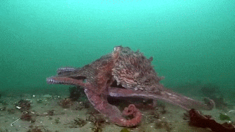 7 lý do biến bạch tuộc thành sinh vật thông minh nhất dưới biển, hơn cả cá heo - Ảnh 7.