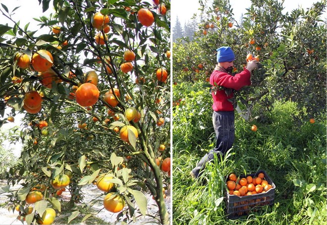 So sánh thú vị giữa thu hoạch trái cây tại Việt Nam và thế giới - Ảnh 7.