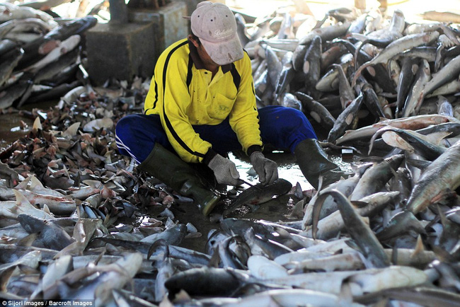 Rùng mình cảnh hàng nghìn con cá mập bị xẻo vây, phơi xác giữa chợ Indonesia - Ảnh 7.