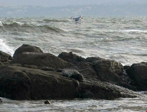 Hải cẩu xám bất ngờ xuất hiện ở biển Bình Thuận - Ảnh 6.