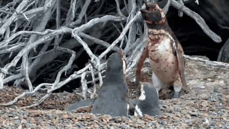 Trận chiến đẫm máu này sẽ giúp bạn nhận ra chim cánh cụt không hiền lành dễ thương như ta tưởng đâu - Ảnh 8.