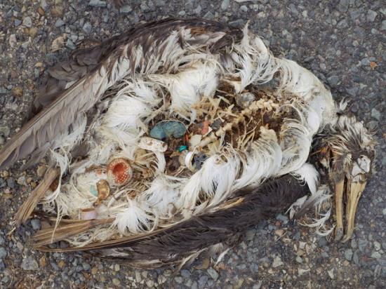 Hình ảnh phơi bày sự thật kinh hoàng sau cái chết của chim biển - Ảnh 8.