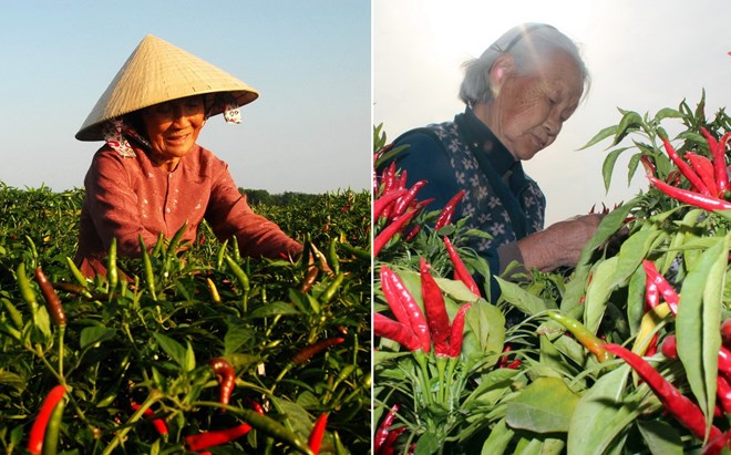 So sánh thú vị giữa thu hoạch trái cây tại Việt Nam và thế giới - Ảnh 8.