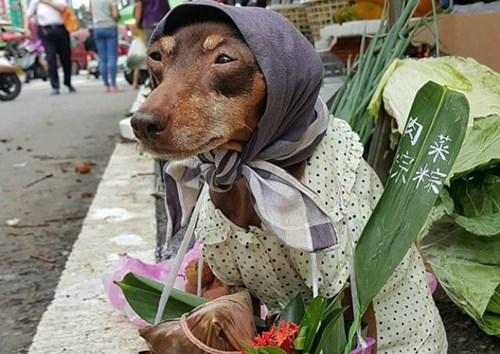 Chú chó ăn mặc sành điệu, bán hoa quả gây sốt cộng đồng mạng - Ảnh 8.