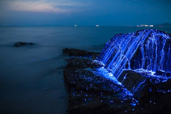Kỳ lạ hàng ngàn con tôm phát sáng như kim cương trên bờ biển - Ảnh 8.