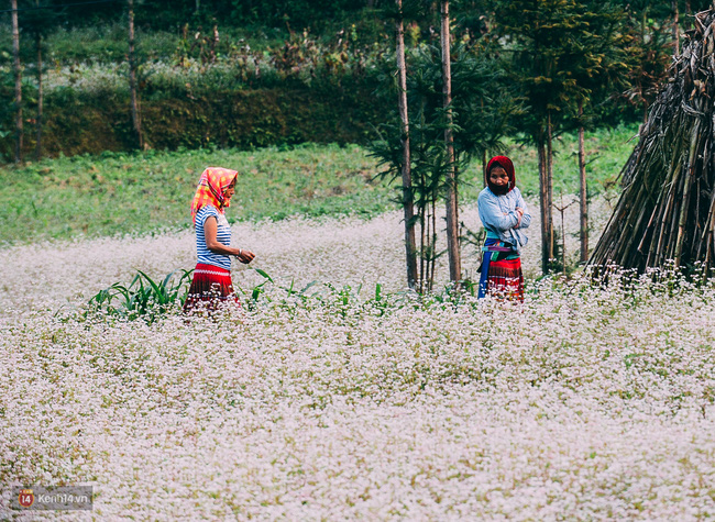 Ngắm mùa hoa tam giác mạch đẹp mê mải về ở Hà Giang - Ảnh 9.