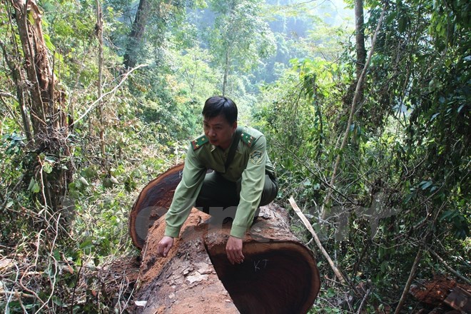 [Photo] Rừng nghiến cổ thụ bị xẻ thịt không thương tiếc ở Hà Giang - Ảnh 9.