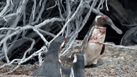 Trận chiến đẫm máu này sẽ giúp bạn nhận ra chim cánh cụt không hiền lành dễ thương như ta tưởng đâu - Ảnh 9.