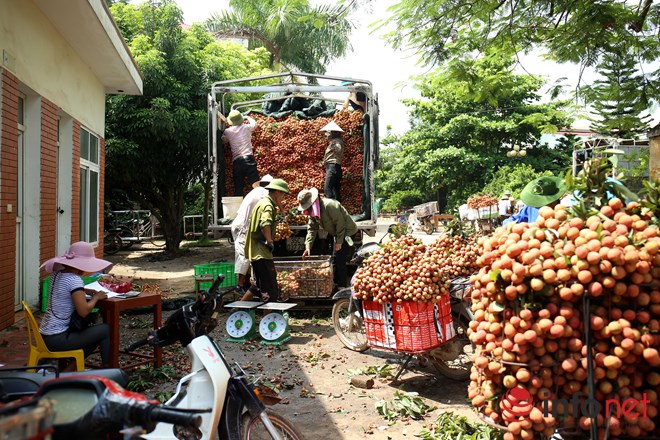 Rực rỡ biển vải Bắc Giang đang kỳ chín rộ - Ảnh 9.