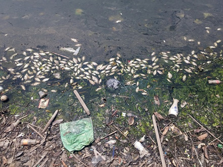 Hà Nội: Hồ Ba Mẫu lại ngập ngụa rác rến và xác cá chết - Ảnh 8.