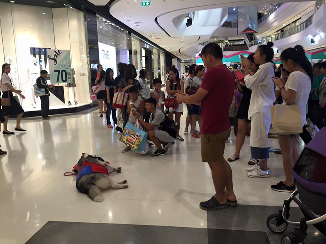 Chú chó quốc dân của Thái Lan gây sốt vì... đi đâu cũng mang theo gối, nằm đâu cũng ngủ được! - Ảnh 9.