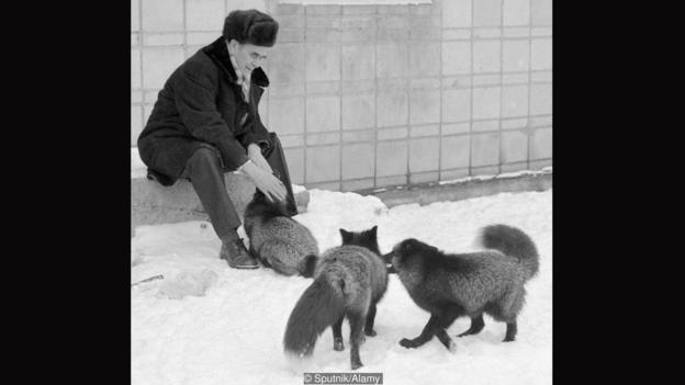 Ngắm những chú cáo nuôi dễ thương được thuần hóa trong một thí nghiệm từ thời Xô-Viết - Ảnh 10.
