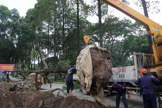 Toàn cảnh di dời hàng chục cây xanh ở công viên 23-9 - Ảnh 10.