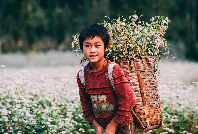 Ngắm mùa hoa tam giác mạch đẹp mê mải về ở Hà Giang - Ảnh 10.