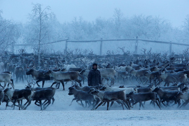 Cuộc sống khắc nghiệt không như truyện cổ tích của những chú tuần lộc giữa cái lạnh -40 độ C ở cực bắc nước Nga - Ảnh 10.