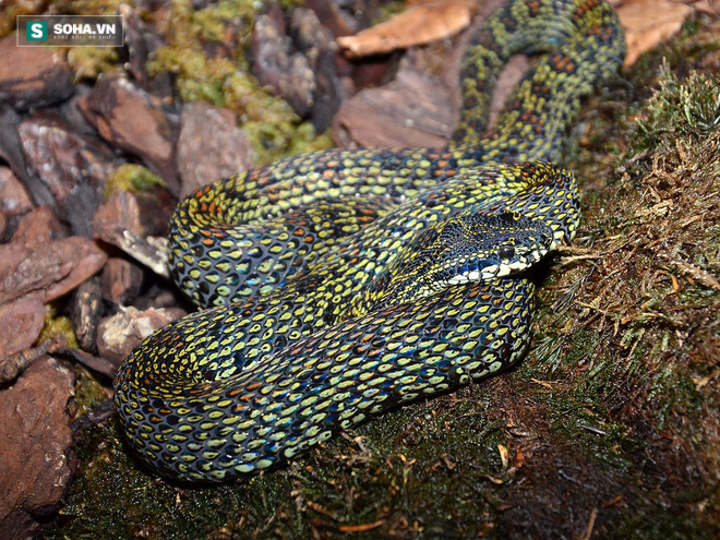 4 loài rắn cực độc được tìm thấy nhiều nhất ở Fansipan - Ảnh 3.