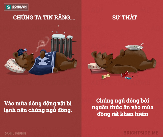 Những sự thật về động vật khiến nhiều người ngã ngửa vì bất ngờ - Ảnh 12.