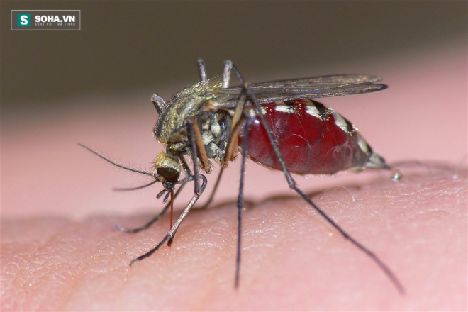 Muỗi tìm kiếm mục tiêu để đốt như thế nào  KhoaHoctv