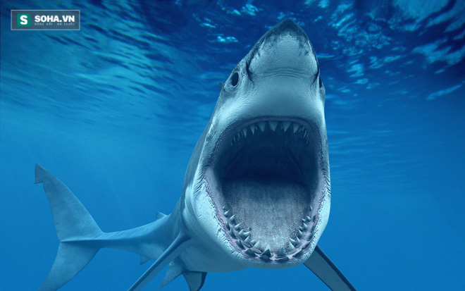 Siêu vũ khí hủy diệt có thể khiến cá mập thịt nát xương tan - Ảnh 1.