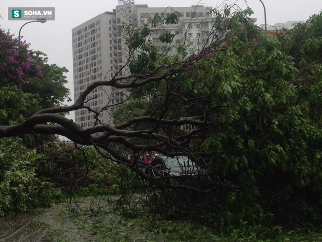 Cơn bão số 1: Gió giật cấp 8-10, HN nhiều cây đổ, đường tắc nghẽn - Ảnh 14.