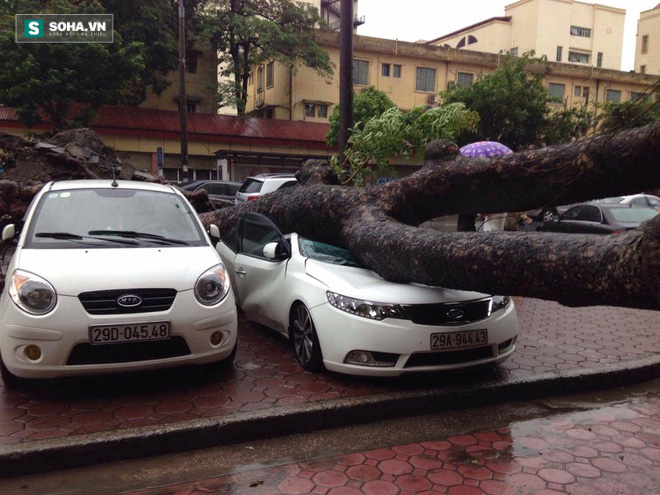 2 ô tô bị cây đổ đè trúng ở Hà Nội - Ảnh 7.