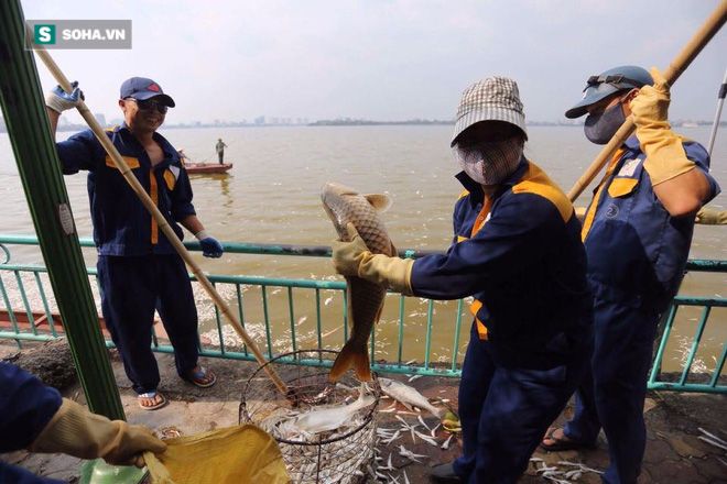 [ẢNH] Cảnh vớt cá chết nổi trắng chưa từng có ở Hồ Tây - Ảnh 8.